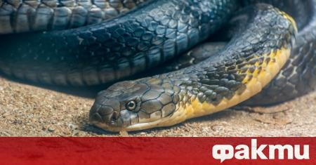 Индийската полиция арестува мъж използвал две отровни змии за да