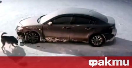 Улична камера в северния руския град Нови Уренгой засне куриозен