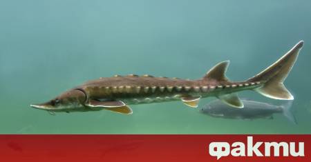 Рибари от кораб Свети Никола уловиха и освободиха гигантска есетра