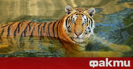 Два тигъра са избягали от зоопарк в индонезийската провинция Западен