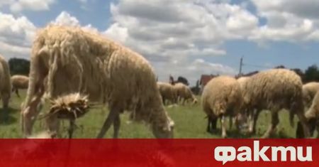 Три години след съмненията за чума по овцете в Болярово