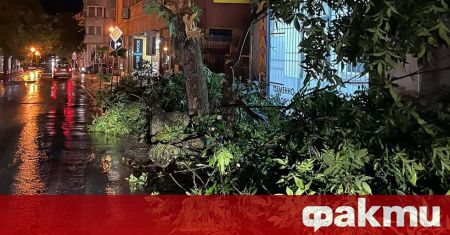 Силна буря се разрази снощи в Сандански Съборени са дървета