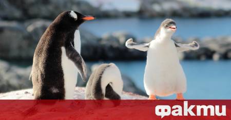 Пингвините помагат за регулирането на климата на Антарктида чрез своите