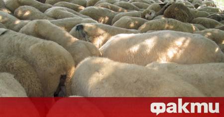 Ново огнище на болестта син език по преживните животни е