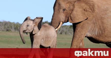 Две чуждестранни туристки бяха убити днес от слон по време