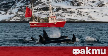 Стадо косатки потапя малки плавателни съдове край бреговете на Европа