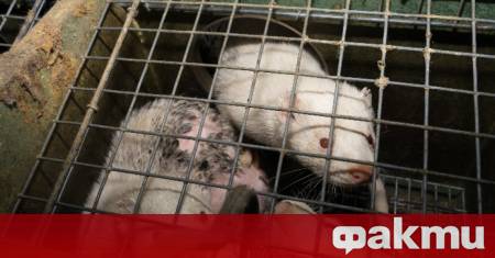 Забраната за отглеждане на американски норки в България беше окончателно