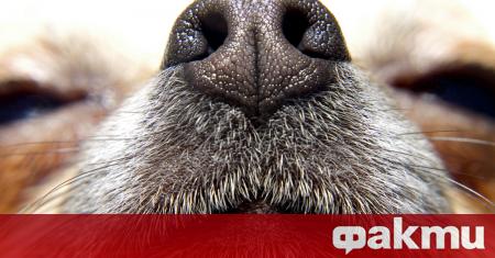 Британски учени са се заели да разберат дали кучетата могат