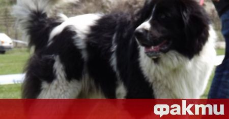 Овчарски кучета за малко не разкъсаха горски стражари от Ловното