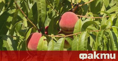 Земеделските стопани които отглеждат праскови останаха без държавно подпомагане за