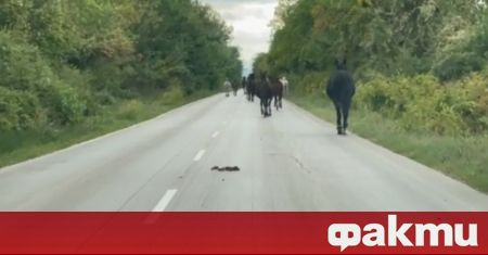 Около 30 коня са изтървани на пътя Йоглав Дойренци Ловешко Животните