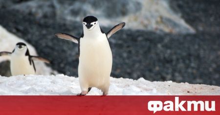 Новозеландци намериха пингвин край южния град Крайстчърч предаде Би Би