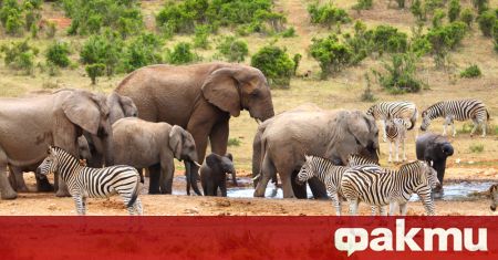Сушата убива дивите животни в Кения съобщава Ройтерс Най сухото време