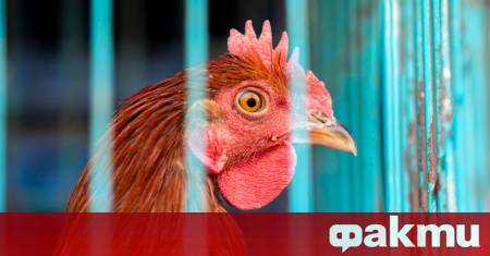 Нови огнища на птичи грип са регистрирани в германската провинция