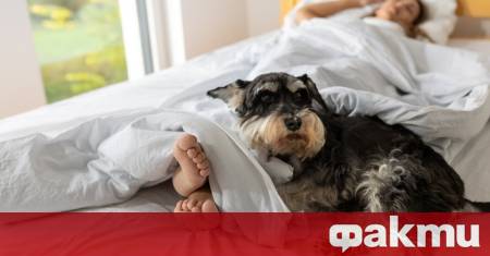Въпросът дали кучето трябва да бъде допускано в леглото продължава