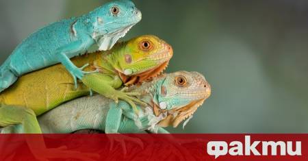 В Exotic Zoo в британския град Телфорд бе регистриран изключително