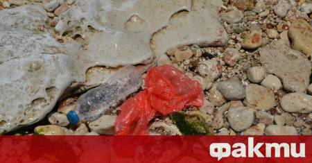 Във Варна рибарите от риболовно сдружение Черноморски изгрев дават добър