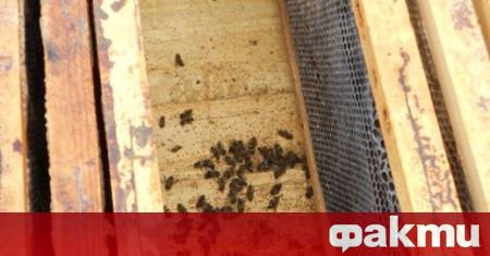 Само за последните две години над 150 пчелари в област