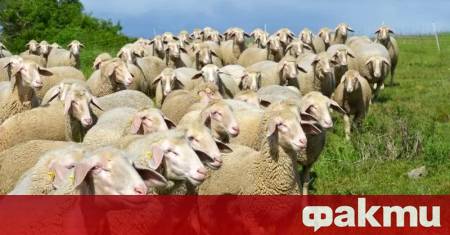 Констатирани са 11 нови огнища на шарка по дребните преживни