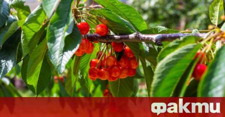 Безпрецедентна криза изживяват производителите на череши в България тази година
