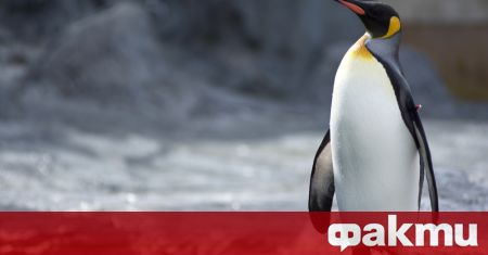Женският кралски пингвин Ома, смятан за най-възрастният представител на вида