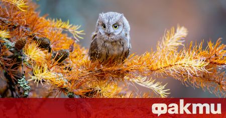 Нов вид миниатюрна сова Otus bikegila е открит на остров