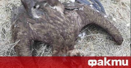 Четири черни лешояда са били открити отровени край с Тича общ