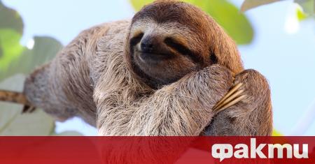 Най-възрастният известен ленивец в света - Паула, почина на 51