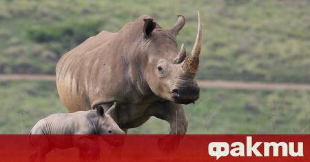 Най големият развъдник на носорози в света който контролира размножаването на