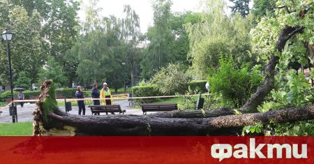 Дърво падна пред Народния театър Иван Вазов в София 17 годишно