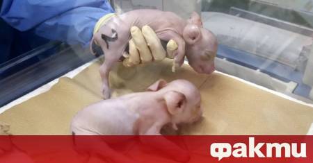 Японският стартъп PorMedTec планира да отвори ферма до 2027 г