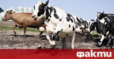 Кравите на Петер Хьой на датския остров Фюн дъвчат и