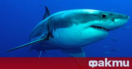 Считан дълго време за апогей на еволюционния хищник мегалодонът Otodus