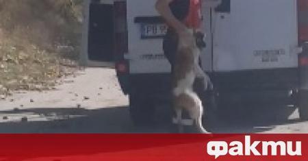 Арестуваха мъж за проявена жестокост към куче Поредната агресия към