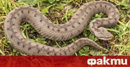 Окръжната прокуратура във Велико Търново разследва сигнал за незаконно отглеждане