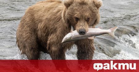 До 20 кг храна на ден консумират мечките през есенните