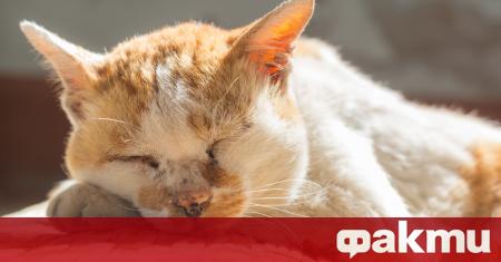 Най-старата котка в света почина във Великобритания на 31-годишна възраст,