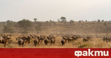 Африканските национални паркове дом на хиляди видове диви животни като