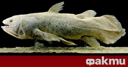 Латимерията гигантска странна риба обитавала планетата още по времето