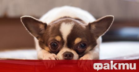 Домашният любимец порода чихуахуа е откраднат от 31 годишната му собственичка