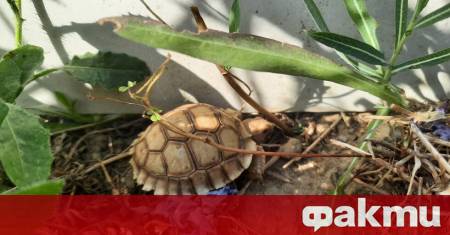 На 10 срещу 11 септември от Спасителен център за костенурки