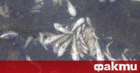 Сигнали за умряла риба по долното поречие на Тунджа са