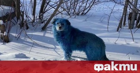 Ветеринари изследваха стадо кучета оцветени в синьо те бяха