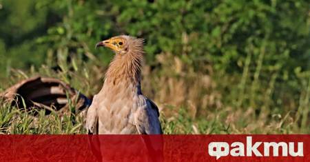 Биологичното разнообразие в страната е изправено пред безпрецедентна криза Актуалните