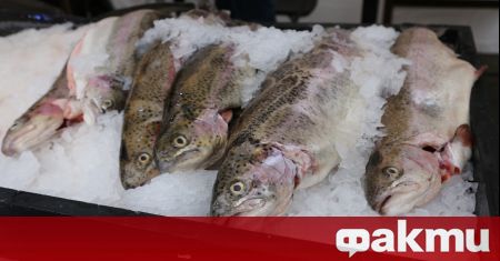 Забраната за улов на есетрови риби в българската акватория на
