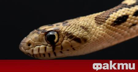 Уловиха змия в детска градина в Кърджали съобщиха от полицията