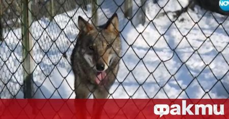 Вълк избяга от зоопарка в Хасково. Сагата с животното всъщност