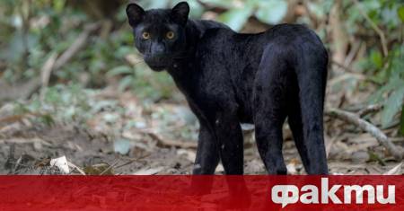 Нов сигнал за опасния хищник на територията на Природен парк