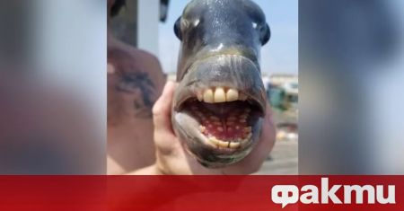 Риба със зъби, които приличат на човешки, беше заловена в