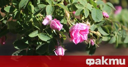 Десетки розопроизводители от Карловско решиха да премахнат маслодайните си рози